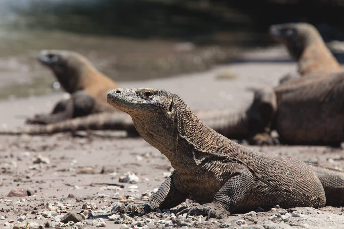 KOMODO-SUMBAWA Labuanbajo-Labuanbajo 12 Days-11 Nights