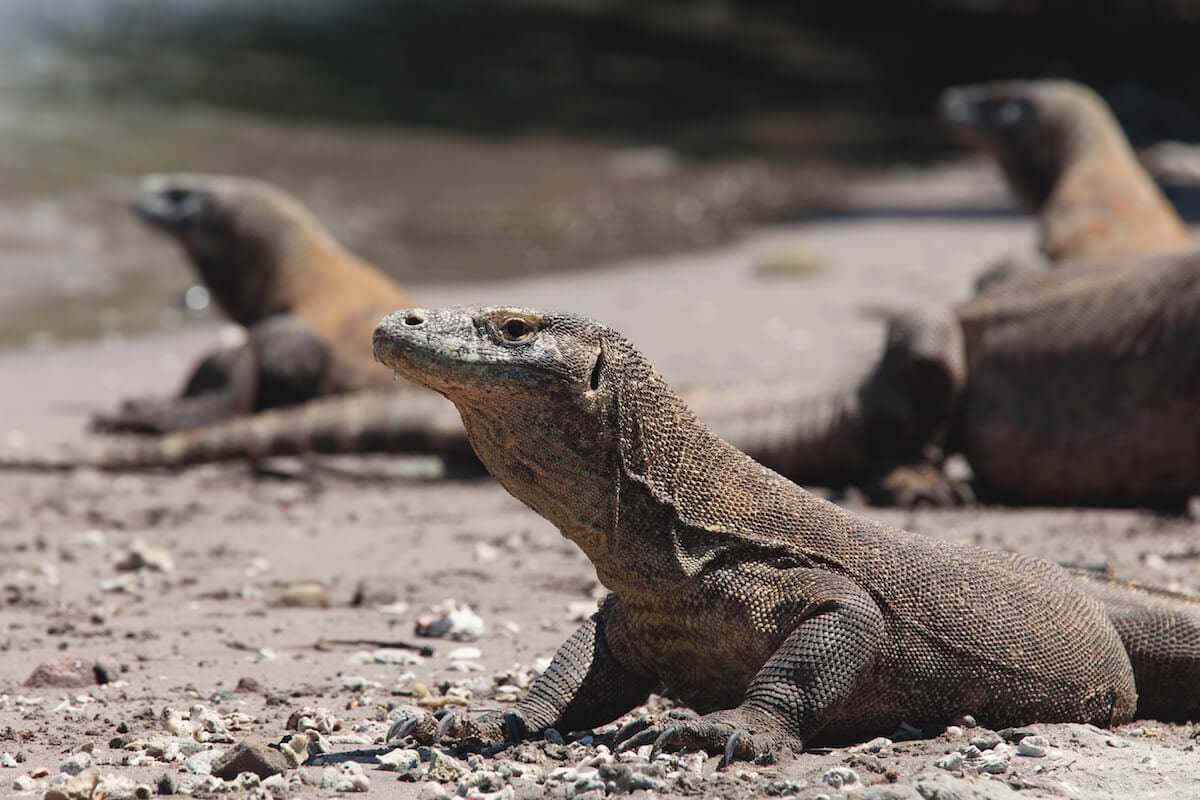 ARENUI komodo 10 1