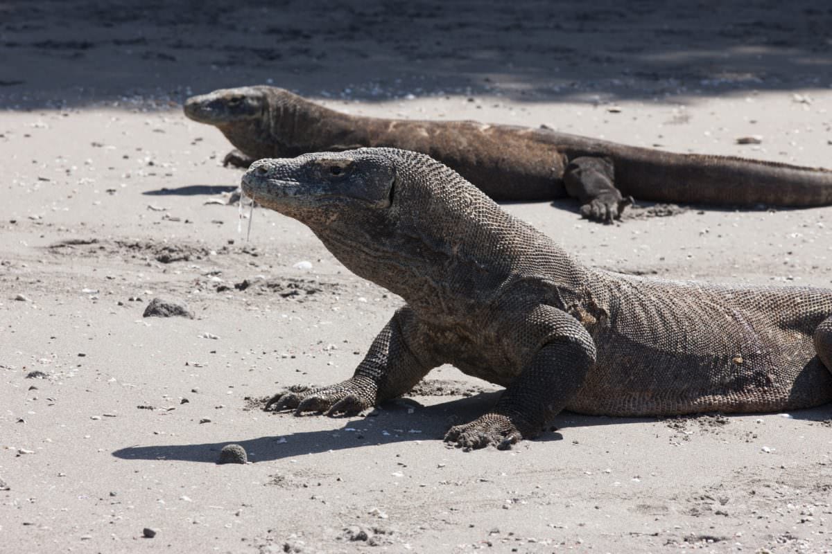 KOMODO